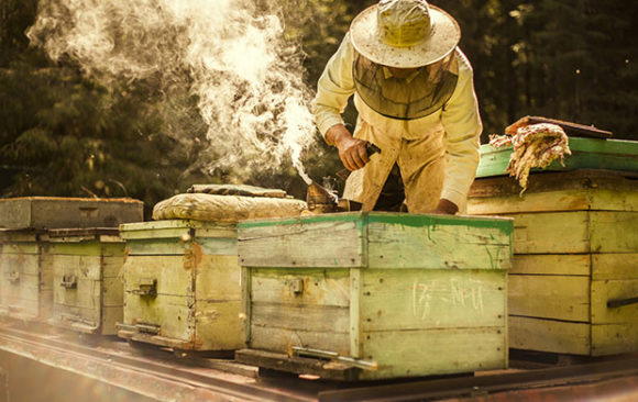 Abeilles en boîte – 150 ans d’endoctrinement Abeilles en boîte – 150 ans d’endoctrinement