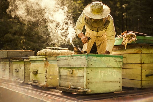 Abeilles en boîte