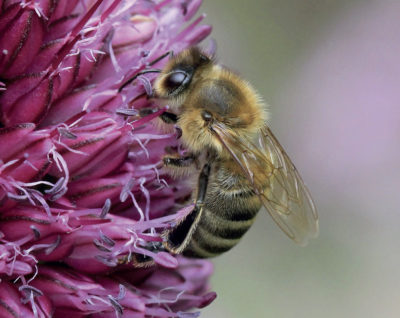 mellifera